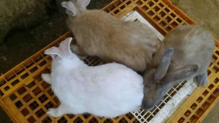  Lapin disponible 