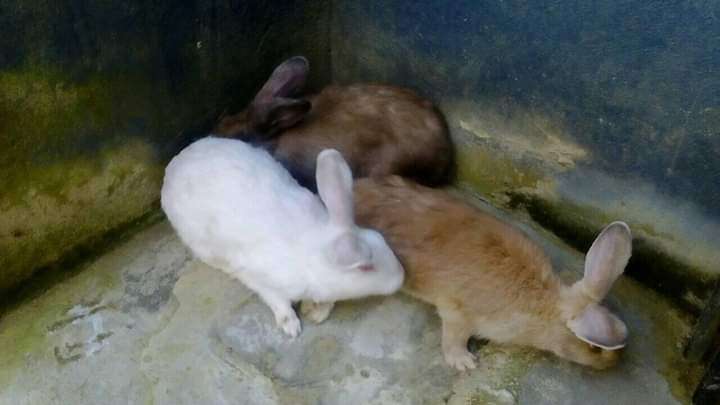  Lapin disponible 