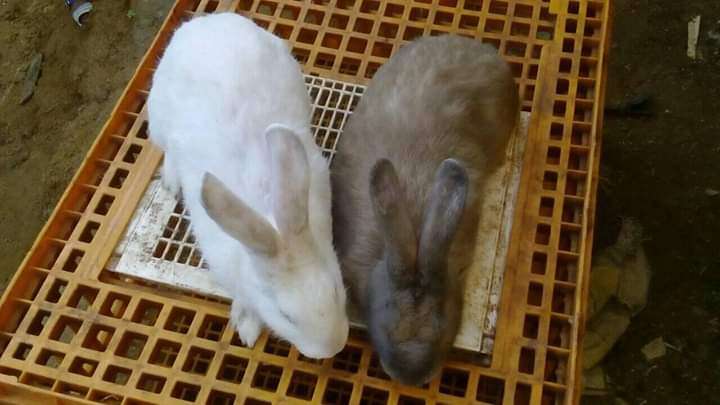  Viande de lapin disponible 
