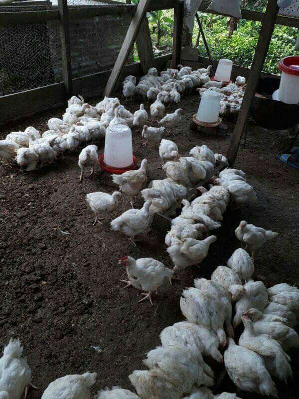  Poulet de chair disponible