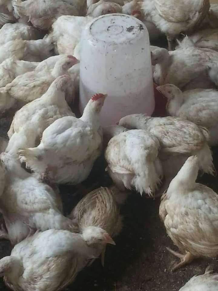  Poulet de chair disponible en grande quantité 