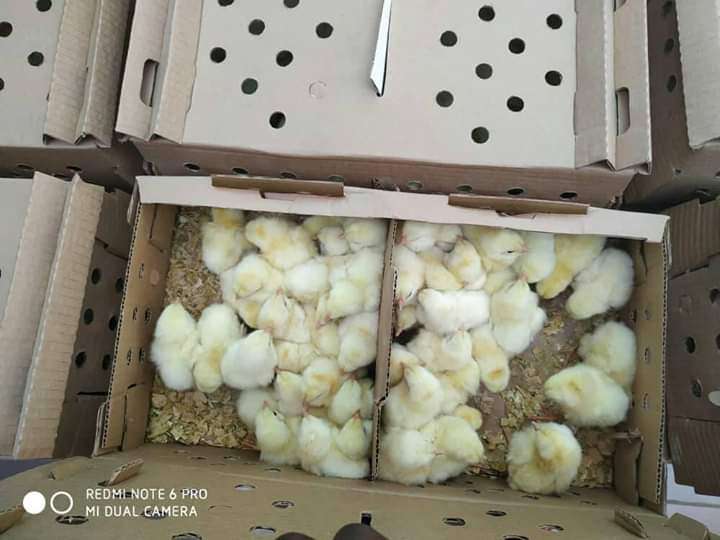  Poussin d'un jour disponible