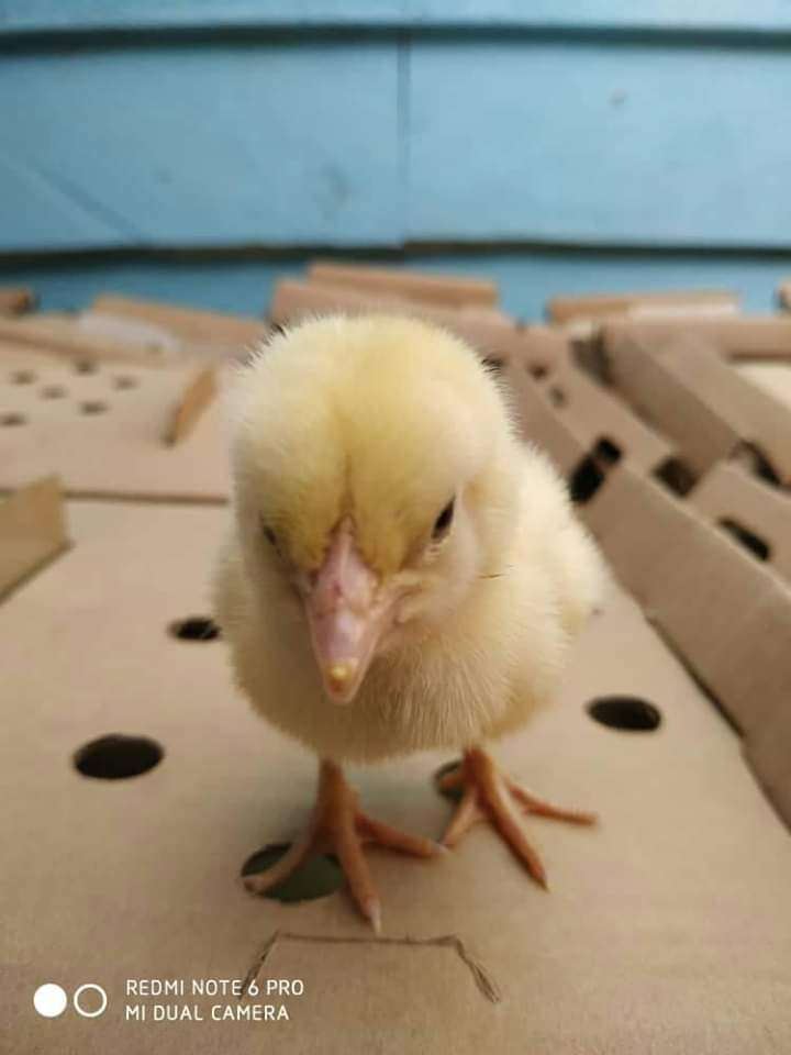  Poussin d'un jour disponible