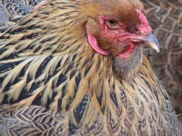  Poulet et cop Brahma disponible 