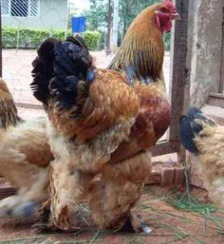  Poulet et cop Brahma disponible 