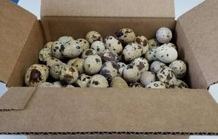  Oeufs de caille disponible 