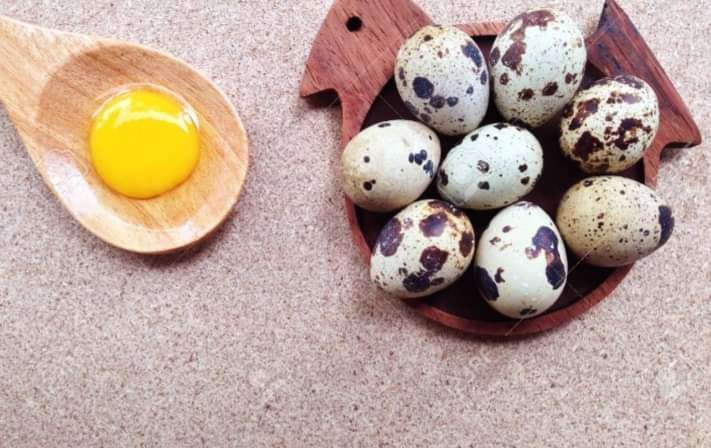  Oeufs de caille disponible 