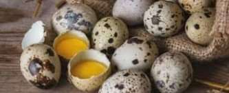  Oeufs de caille disponible 