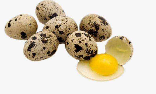  Oeuf de caille féconder