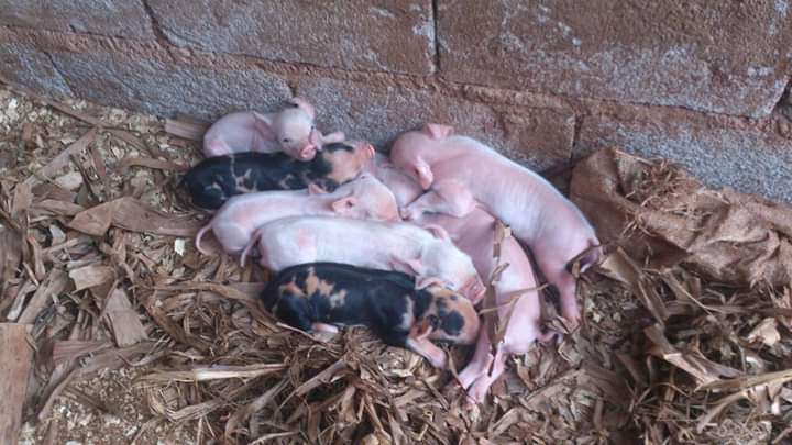  Pinceau à vendre