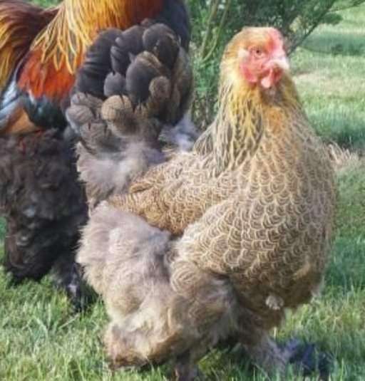  Les cailles et poules brahma