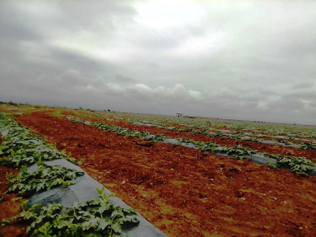  recolte de pastèque maroc 2020
