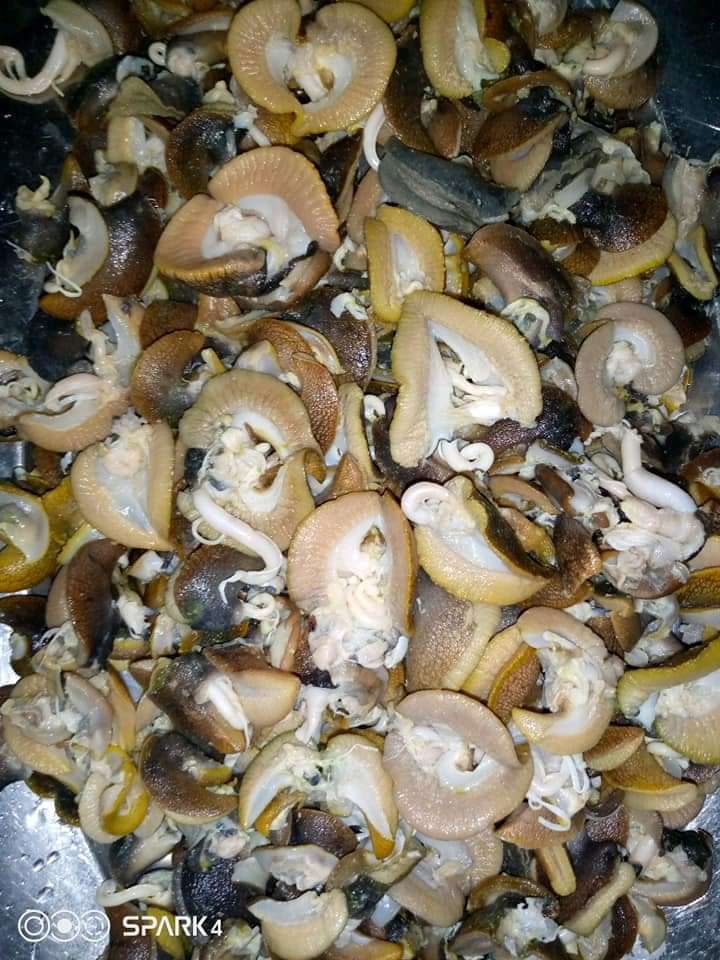  Escargots bien nettoyées