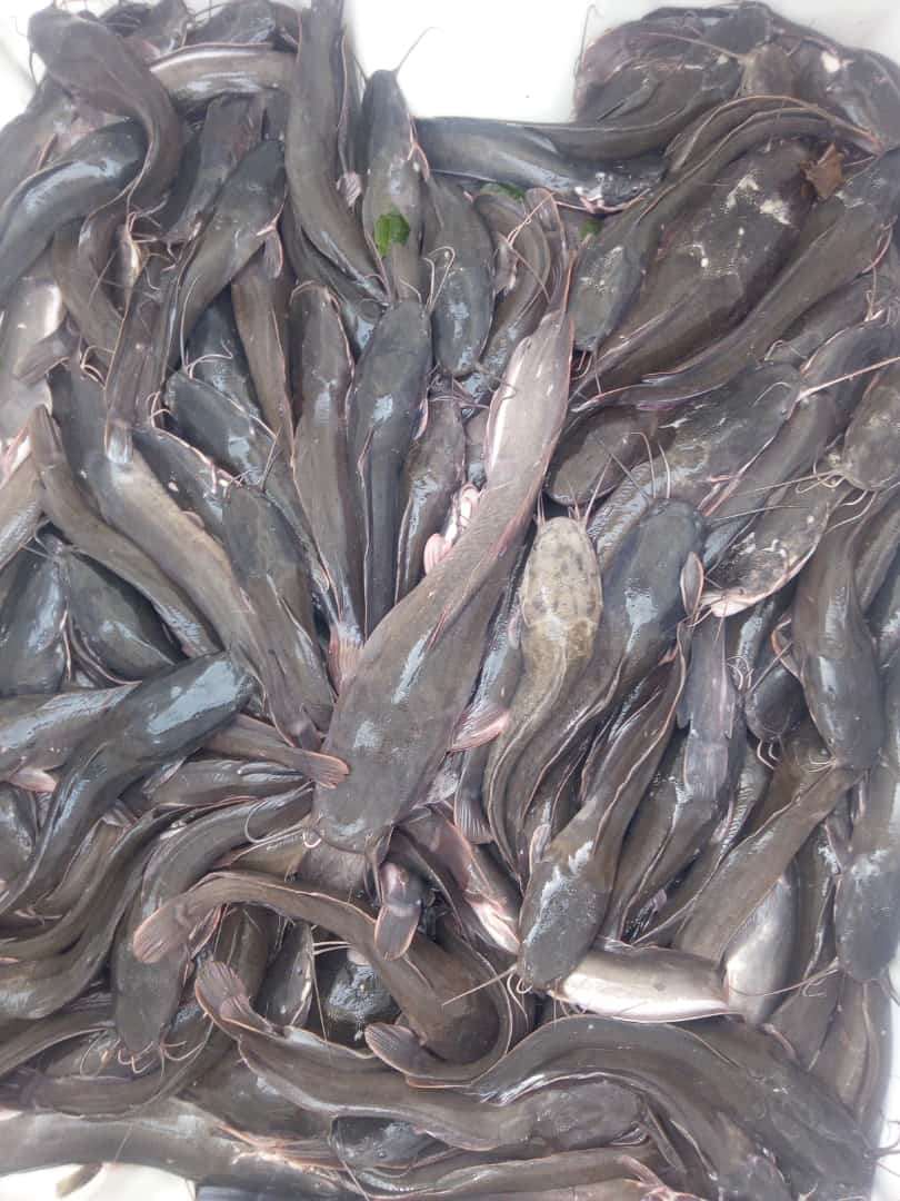  50 kg de silures frais