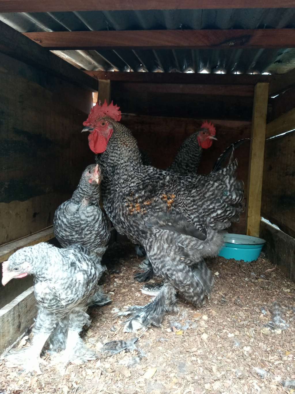  Poulet et canard du village en vente dans la ville de Yaoundé Au quartier Tam-tam biyema-ssi
