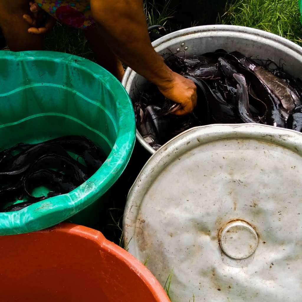  kit de démarrage, Taille 2, Aquaculture
