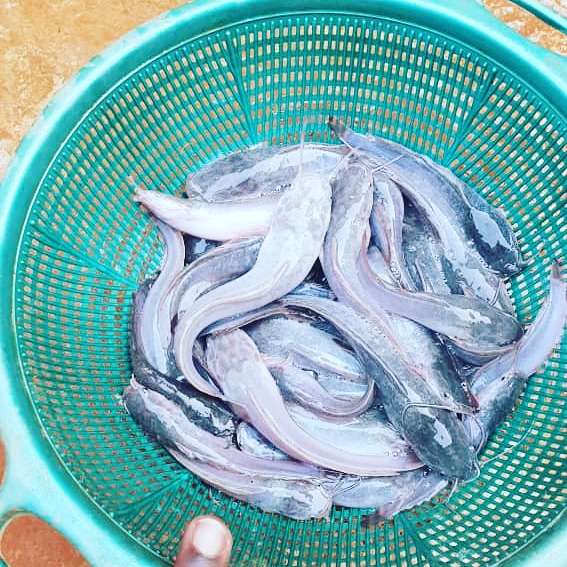  Poisson silure