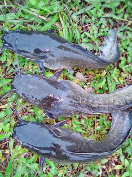  Silures frais de 1 à 50 kg