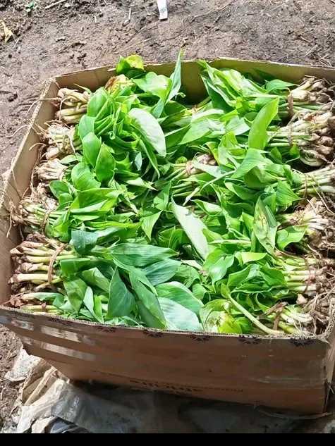  Plantules de plantain