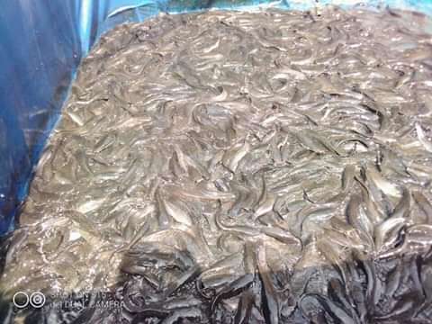  50 kg de silures frais