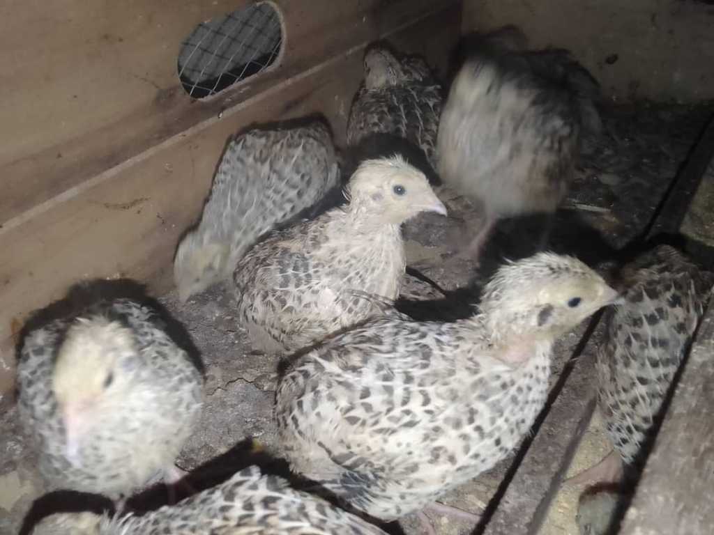  Oeufs de cailles