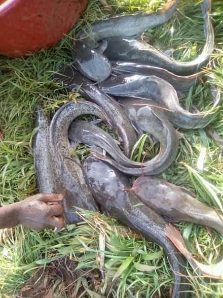  Silures frais de 1 à 50 kg
