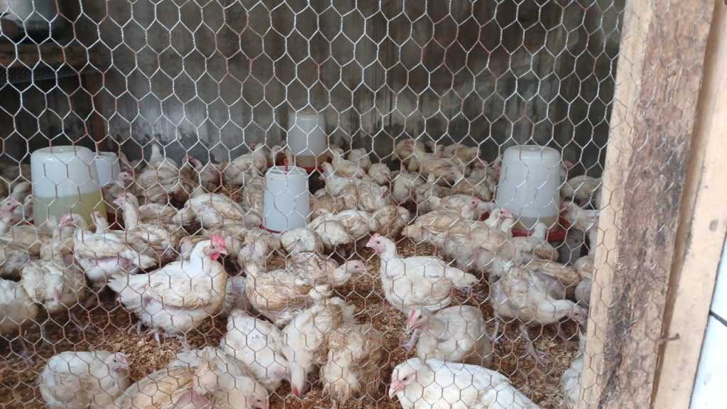  Poulet réforme 