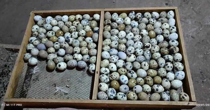  Oeufs de cailles