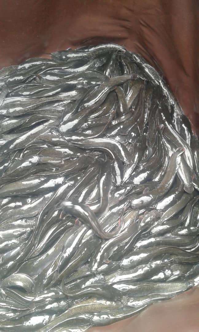  10 kgs de silures bien frais