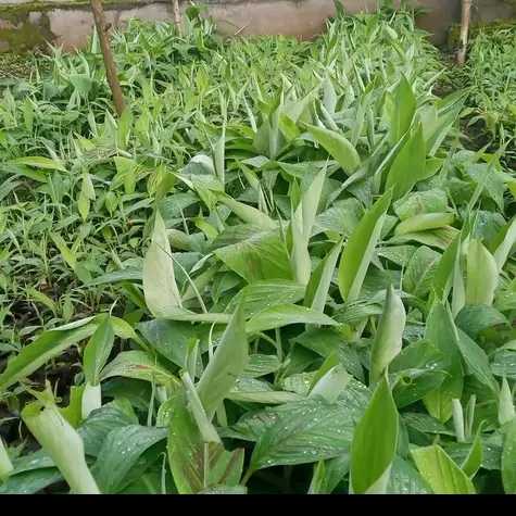  Pif de banane plantain