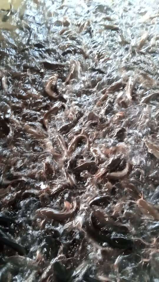  50 kg de silures frais