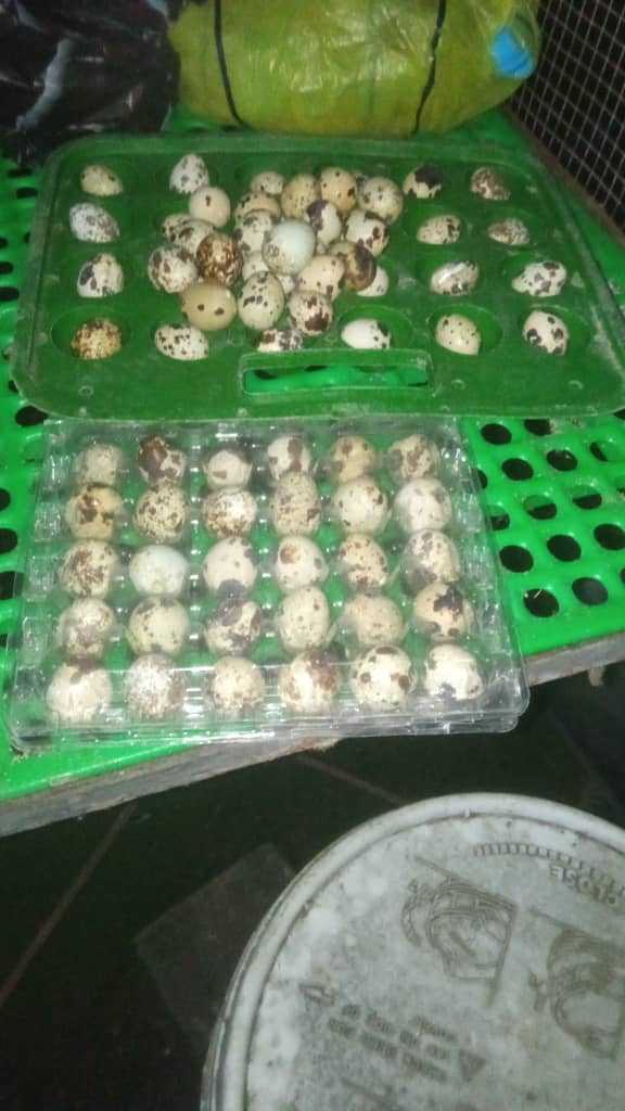  Oeufs de cailles
