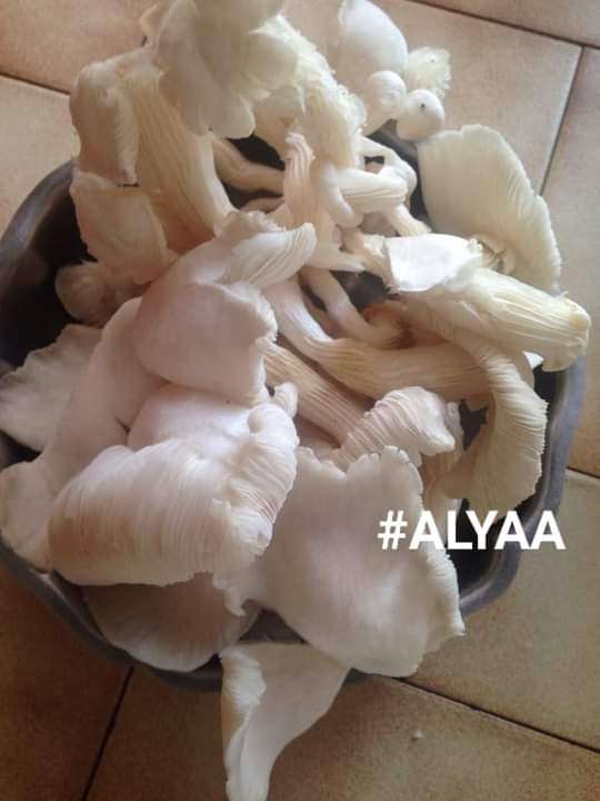  Champignons frais 