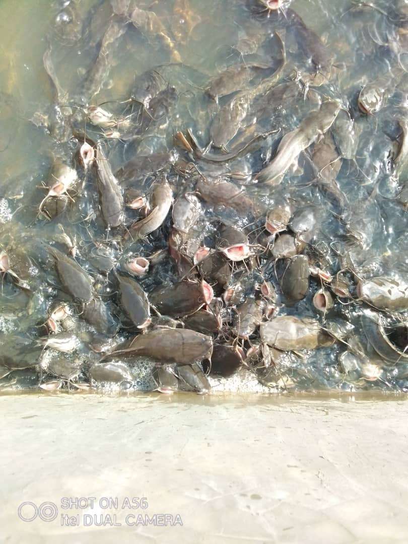  kit de démarrage, Taille 3 aquaculture