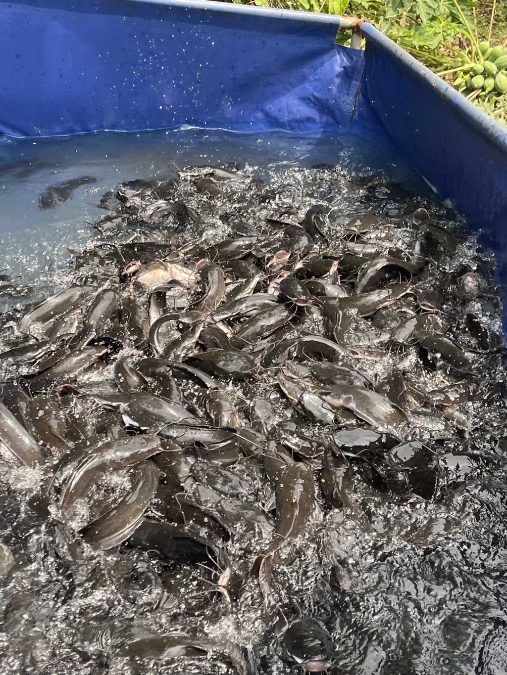  Poissons silures