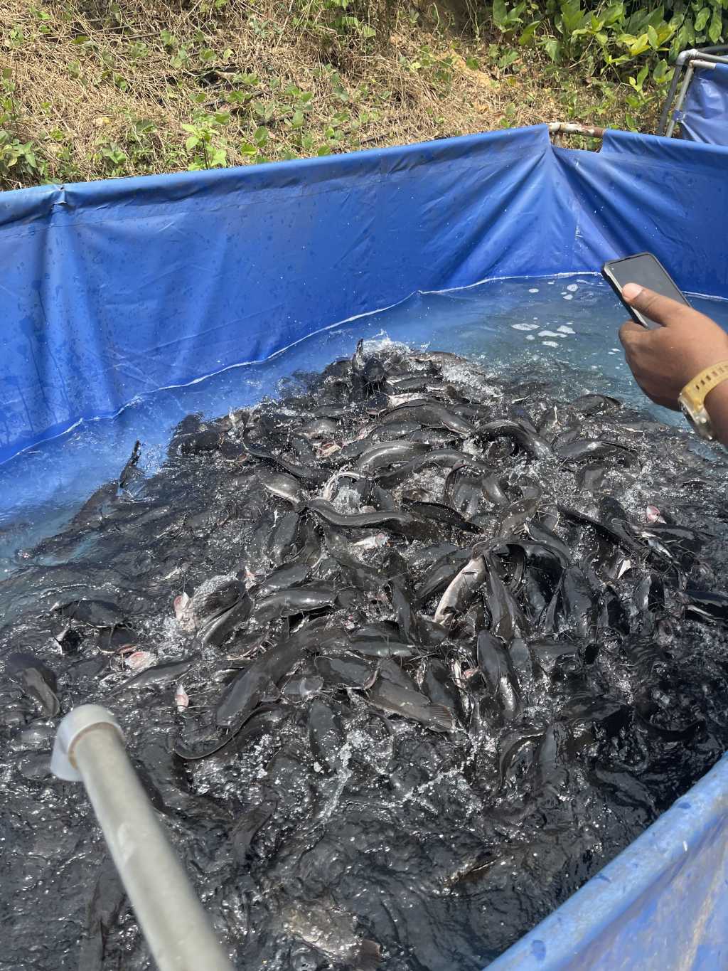  Poissons silures