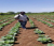 Ingénieur agro bidima 