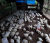 Fet chicken  